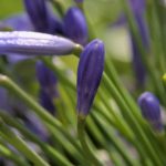 Schmucklilien - im Frühjahr geteilt DSC_0023