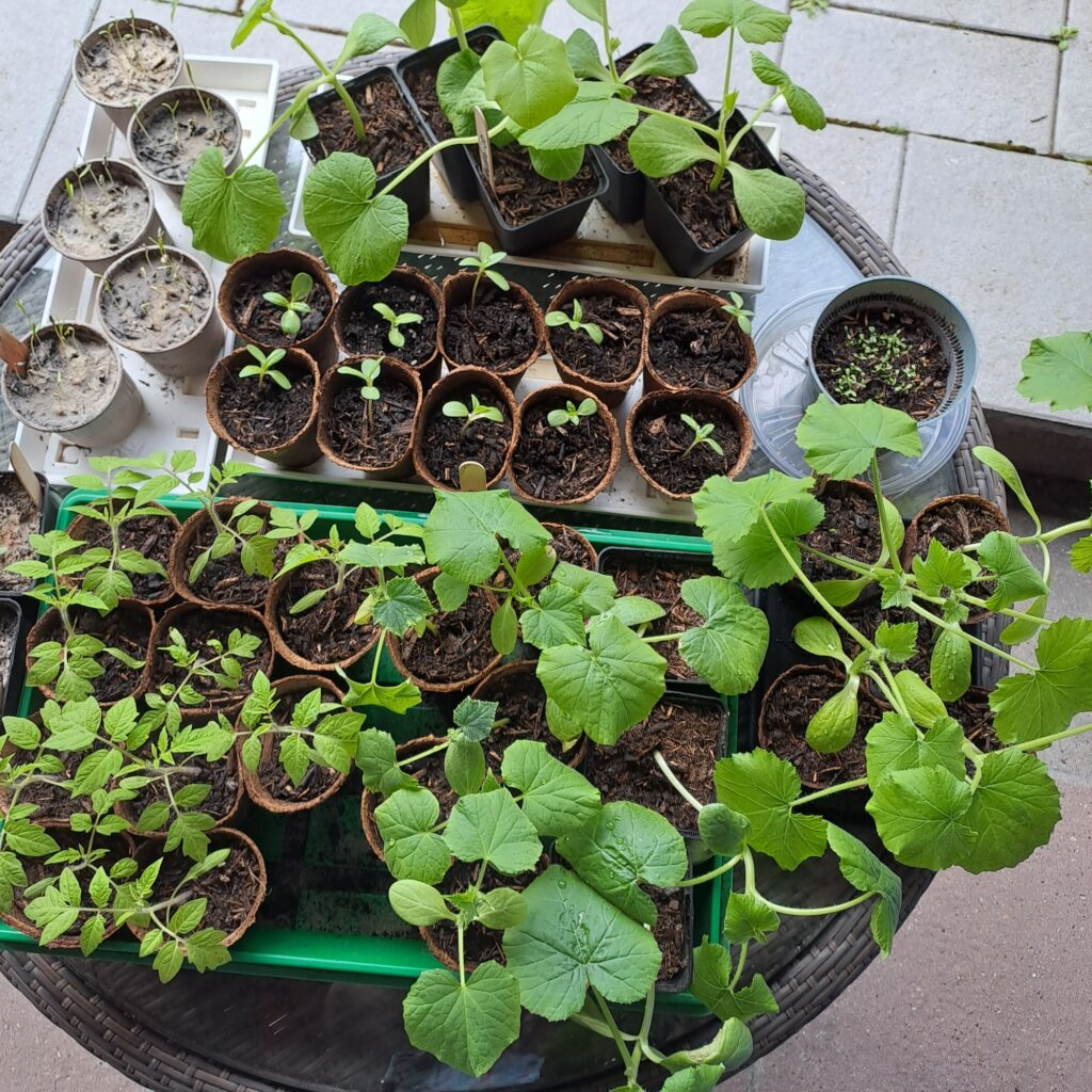 Pflanzen Abhärten im Freien