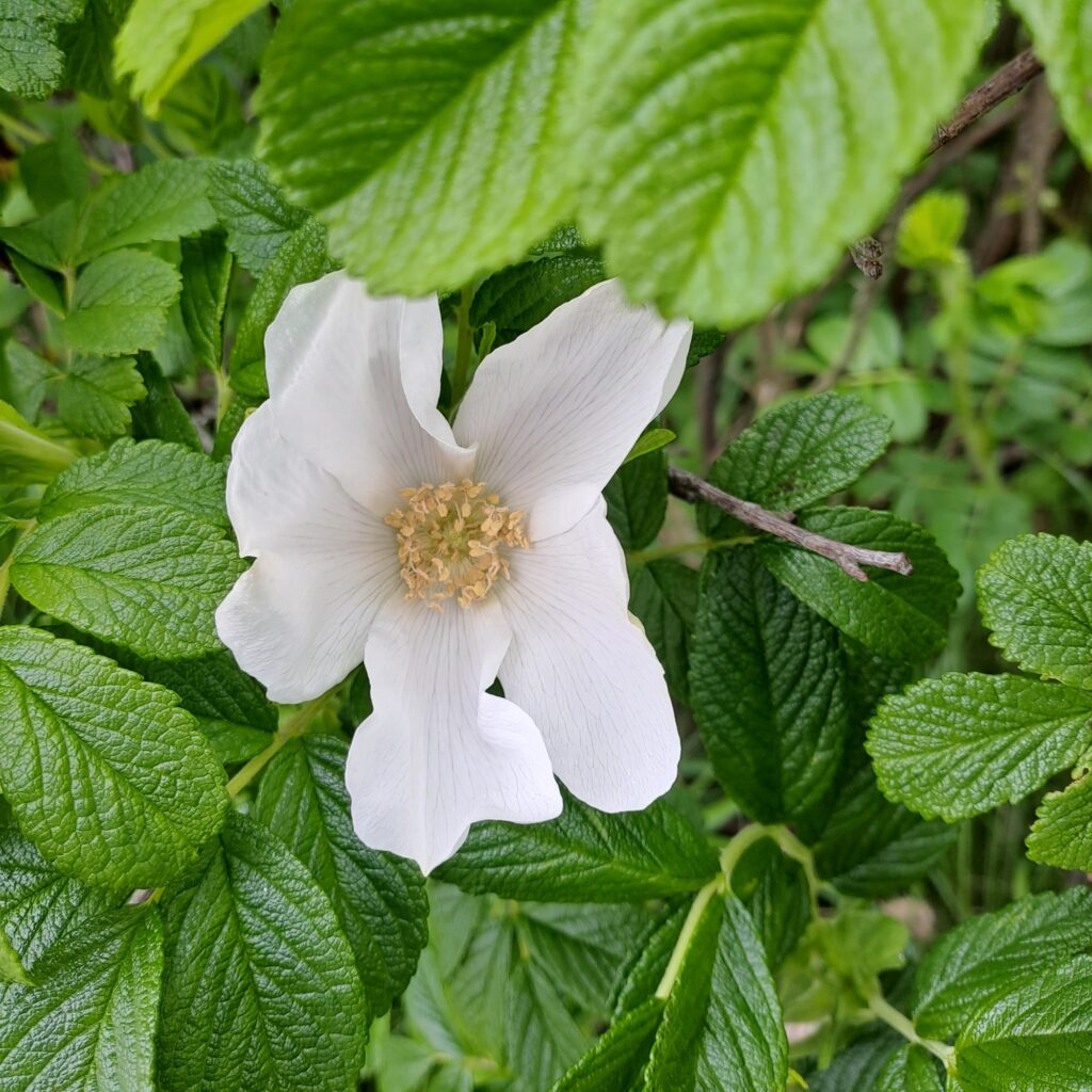 Rosa rugosa alba - Kartoffelrose