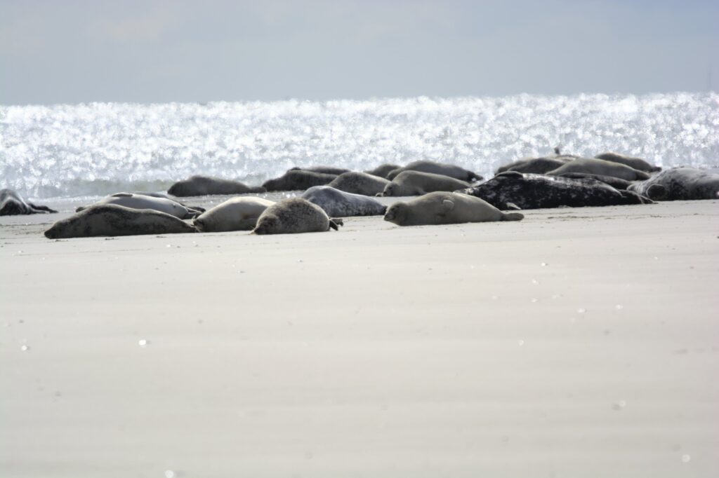Robben auf der Sandbank