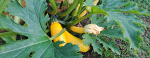 Zucchini - aus dem Garten frisch in die Küche