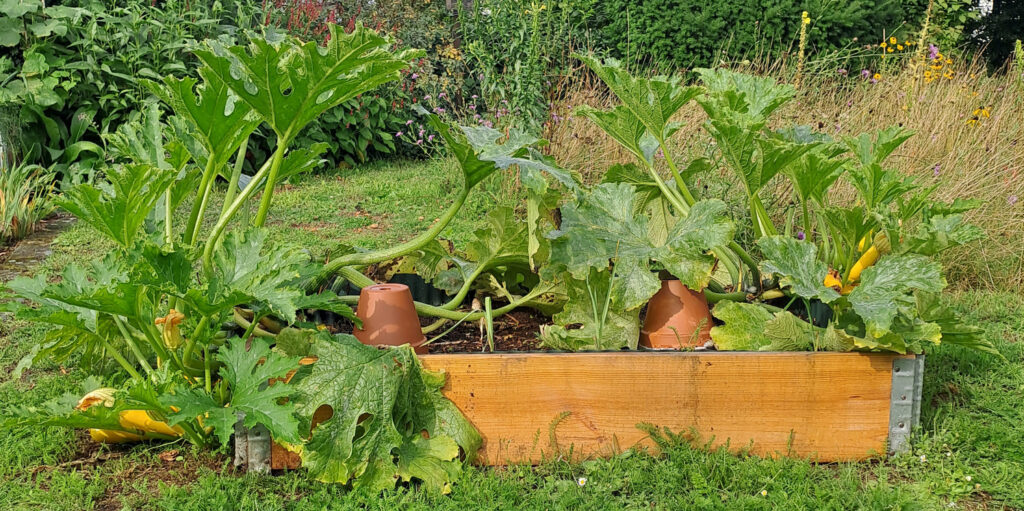 Zucchini-Anbau im Rahmenbeet