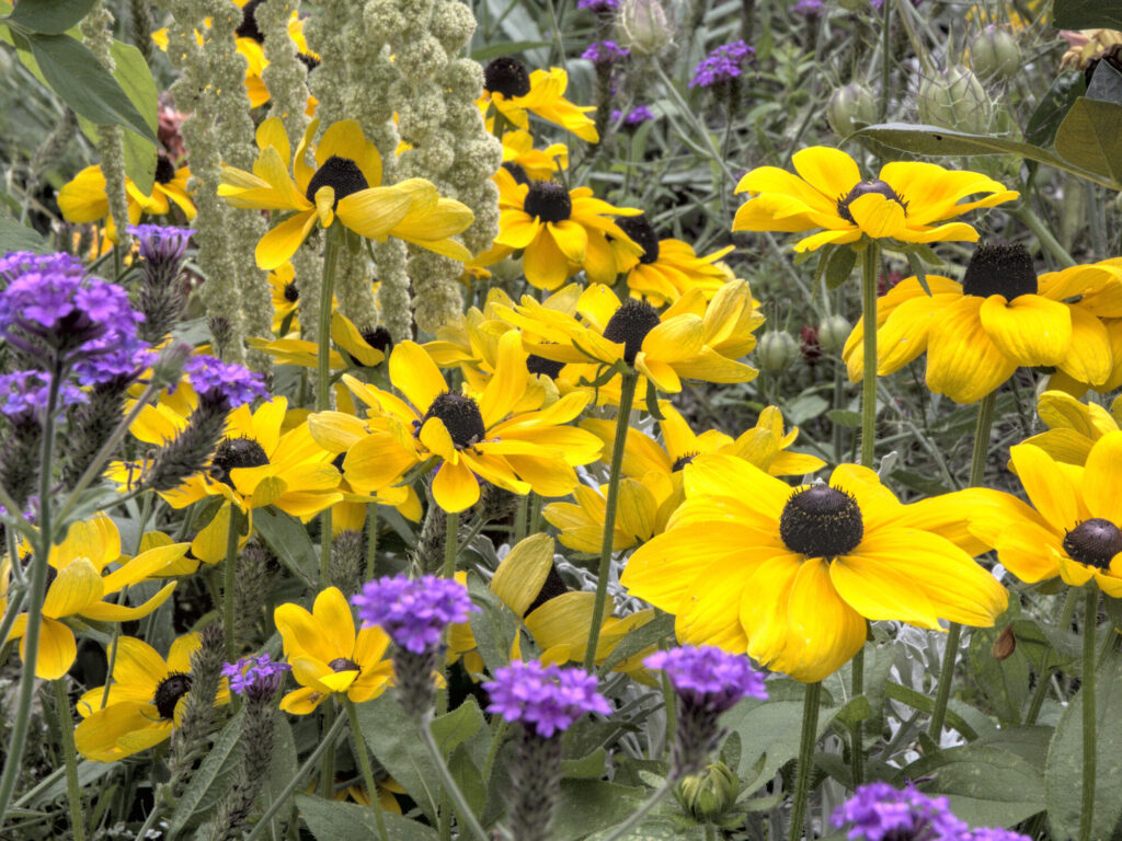 Rudbeckie