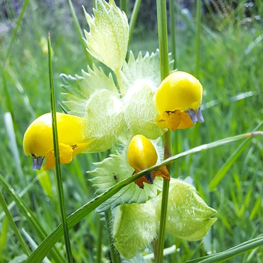 Klappertopfblüte