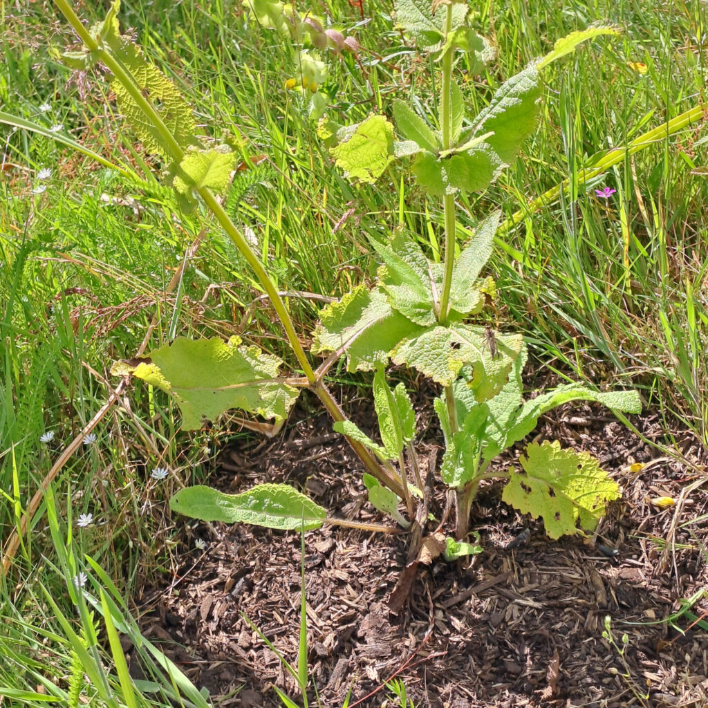 Wiesensalbei