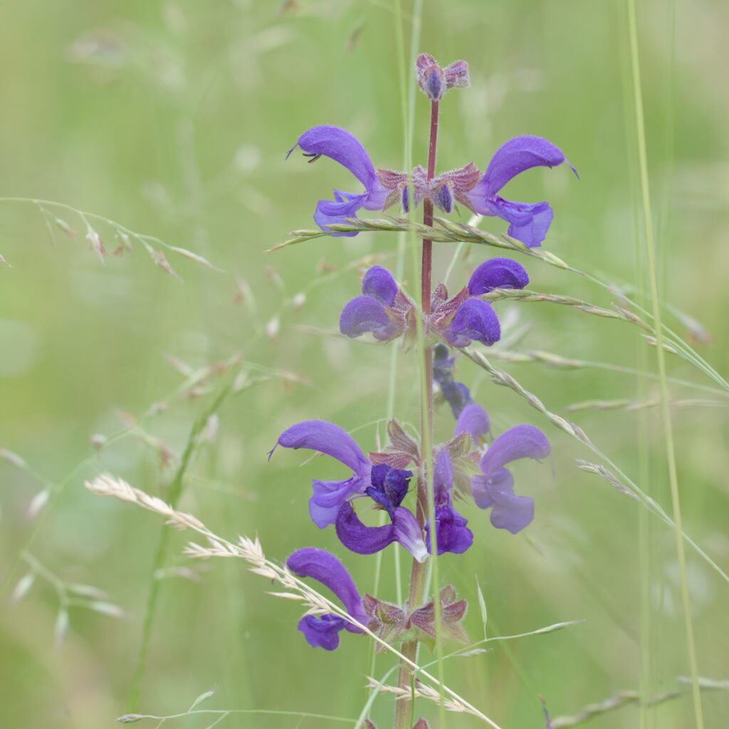 Wiesensalbei Blüte