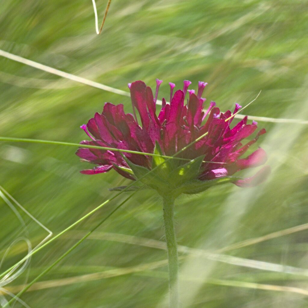 Witwenblüte