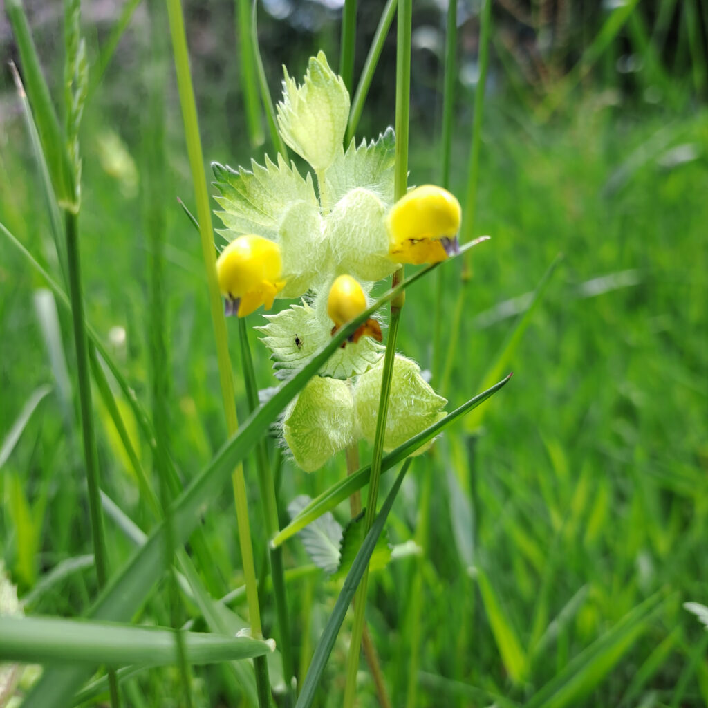 Klappertopf Blüten