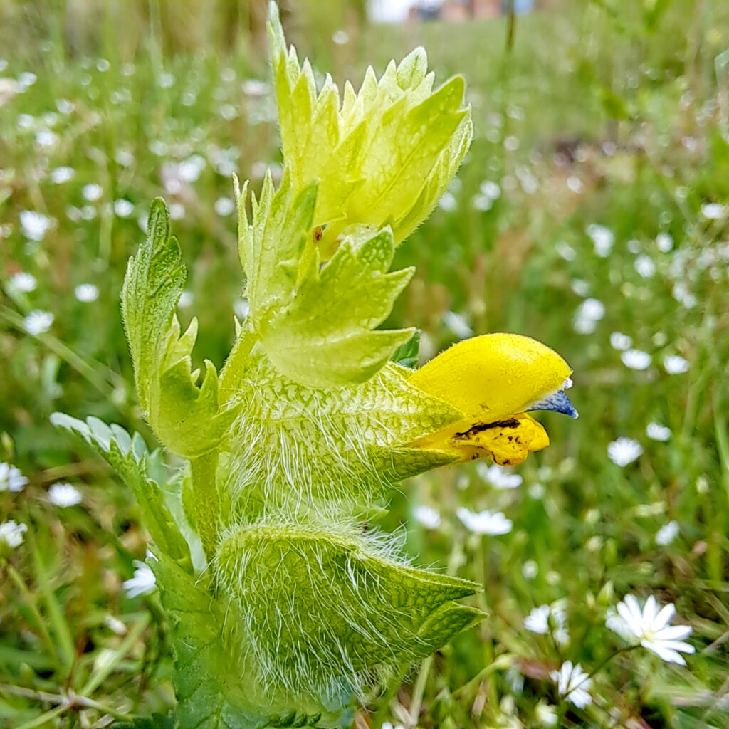 Klappertopf Blüte