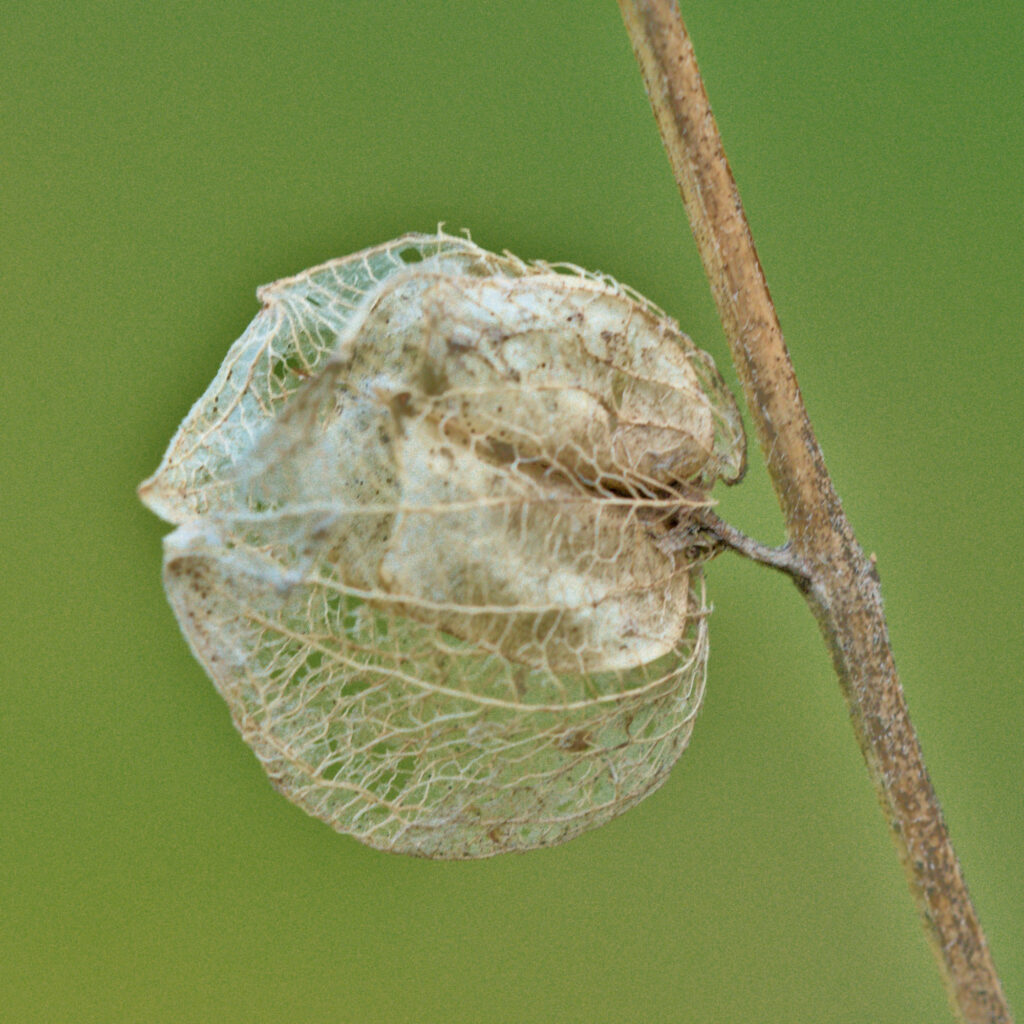 getrocknete Blüte