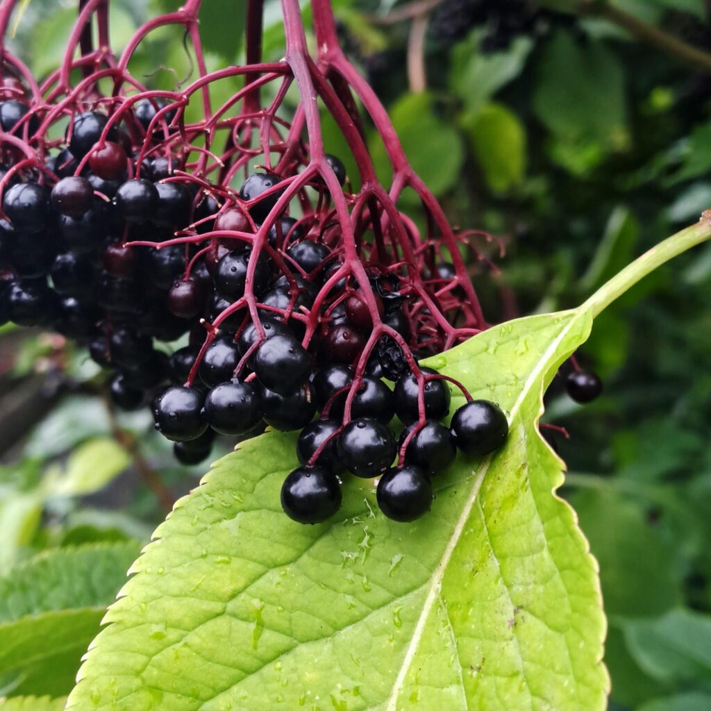 reife Holunderbeeren