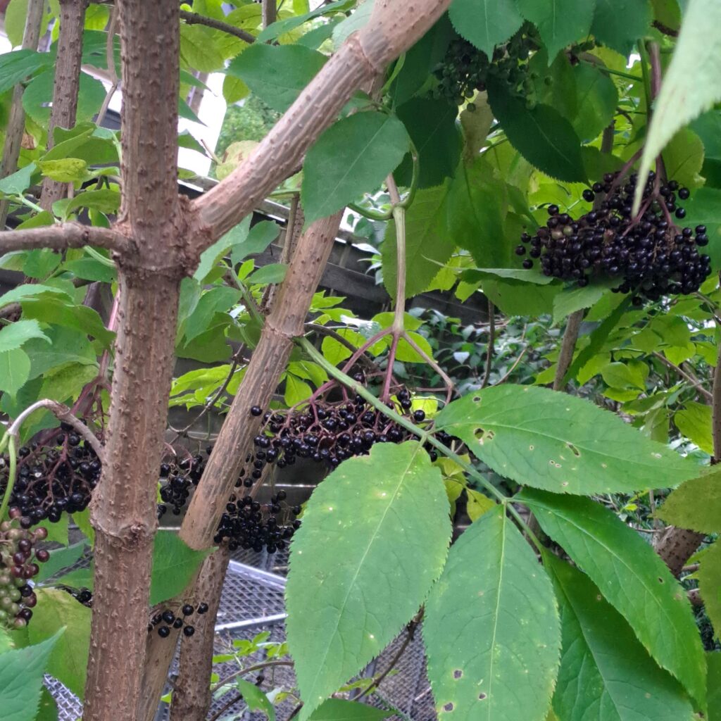 Holunder, Äste, Blätter und Beeren