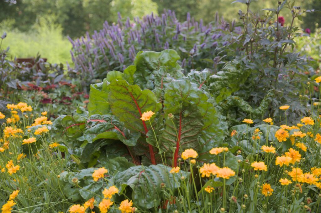 Mangold zwischen Blumenstauden