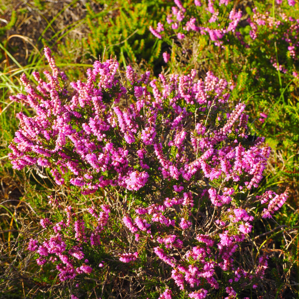 Besenheide