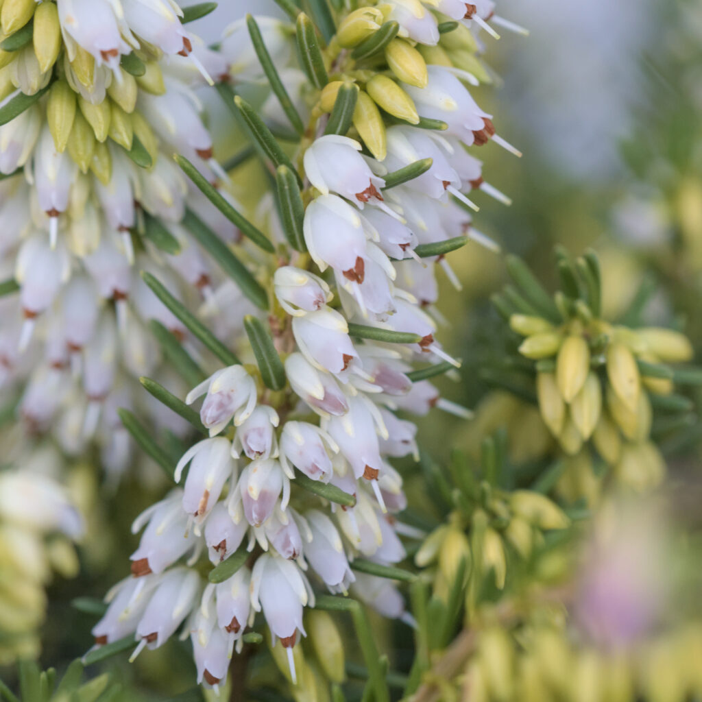 Erica darleyensis - englische Heide