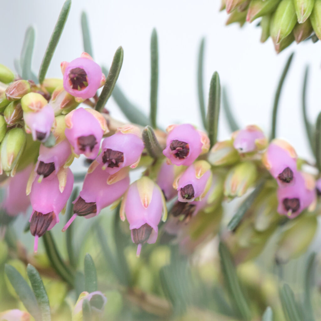 Erica darleyensis - englische Heide