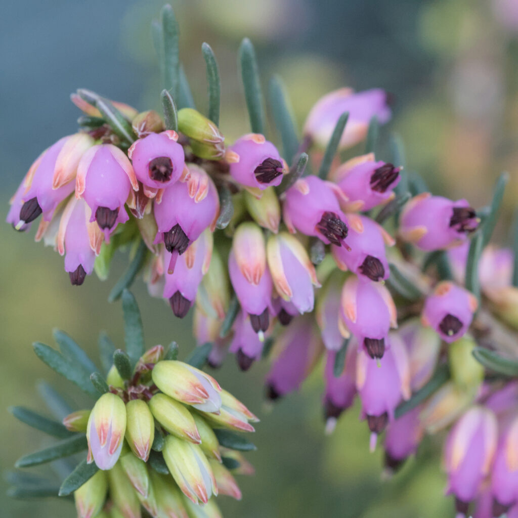 Erica darleyensis - englische Heide