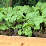 Hochbeet mit Gemüse