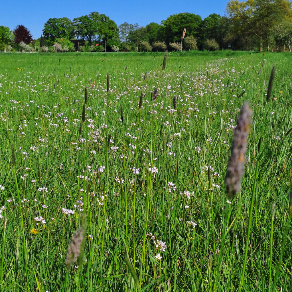 Blüten des Wiesenschaumkrauts über eine Wiese verteilt