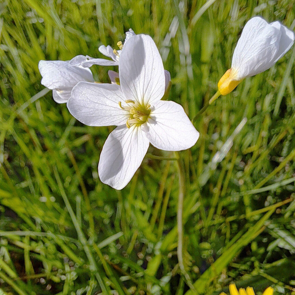 Wiesenschaumkraut Blüte
