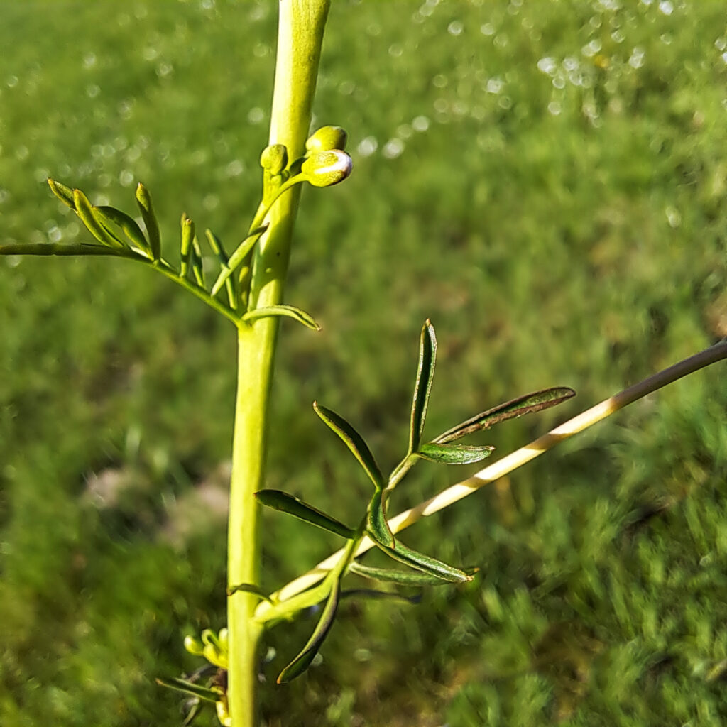 Wiesenschaumkraut Blätter