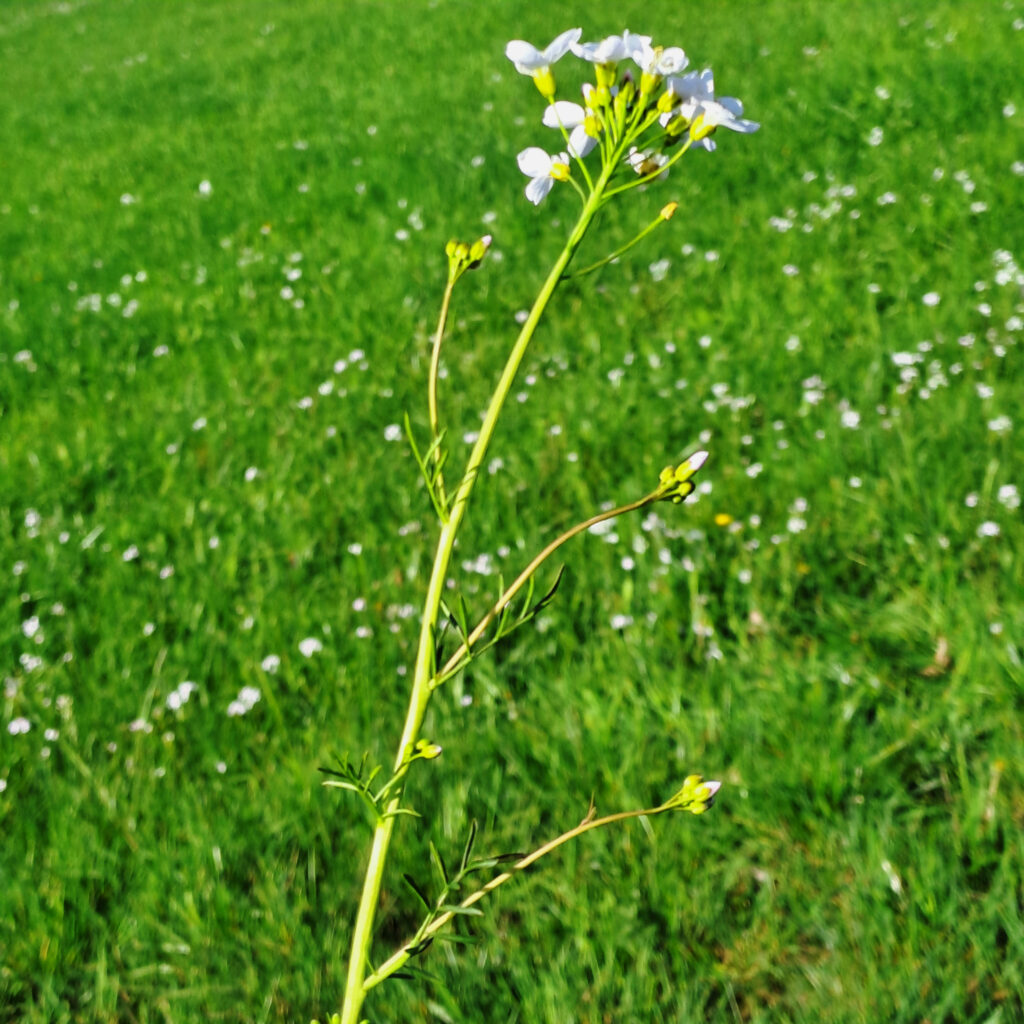 Wiesenschaumkraut, ganze Pflanze
