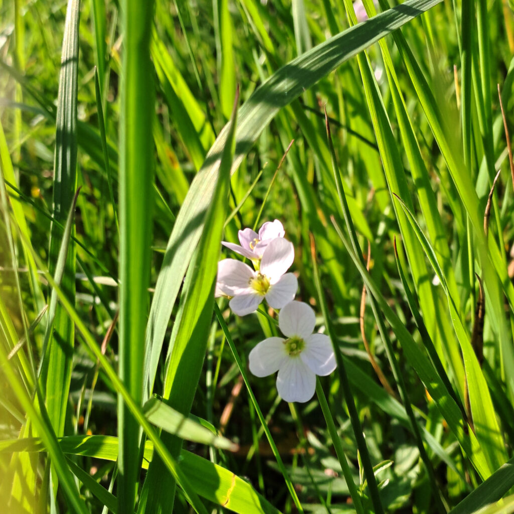 Blüten im Gras