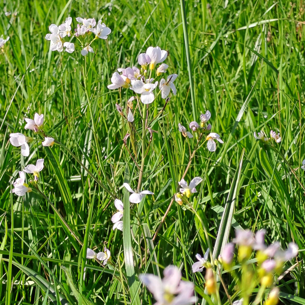 Blüten in der Wiese