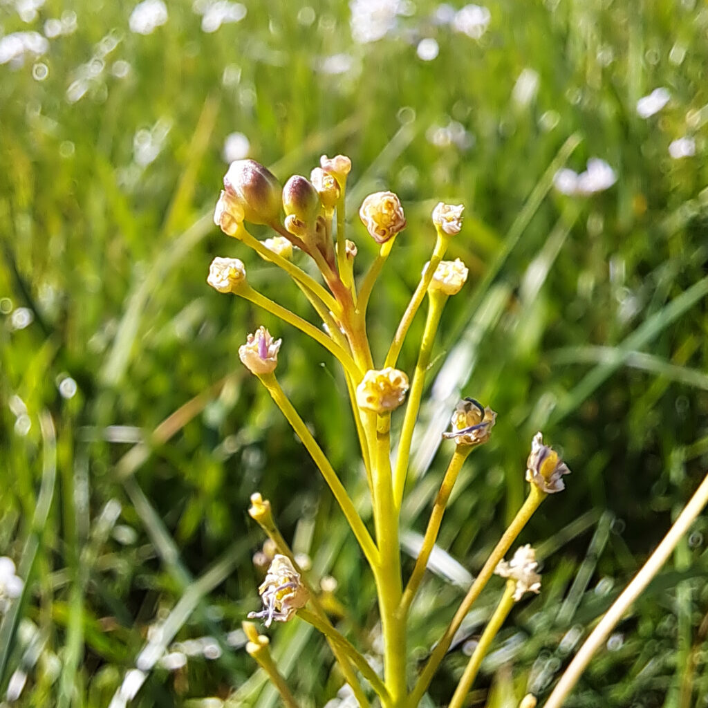 abgeblühter Samenstand