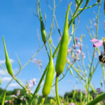 Ackerrettich - Eine interessante Wildpflanze am Wegesrand 20250511_160017