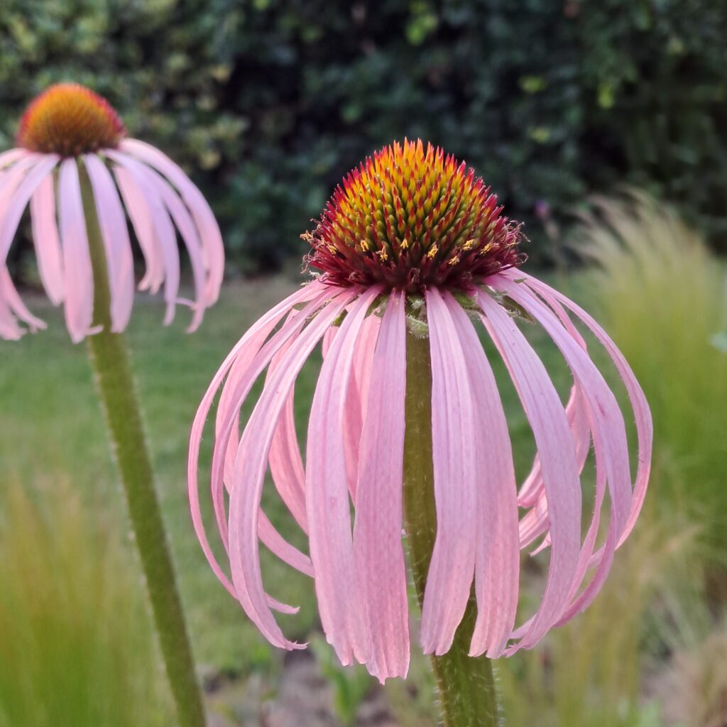 heller Scheinsonnenhut: Blüten mit gelbem Pollen