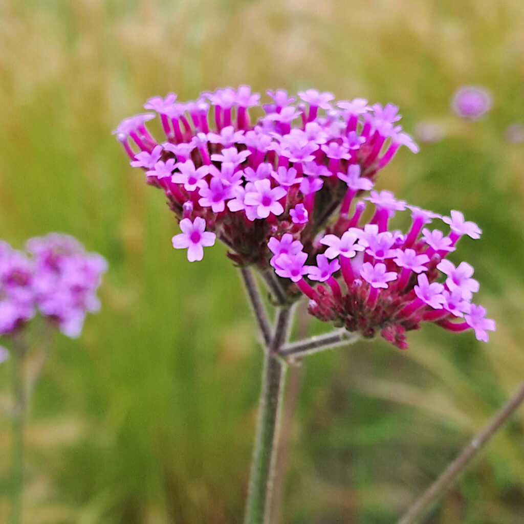 patagonisches Eisenkraut (Verbena bonariensis)