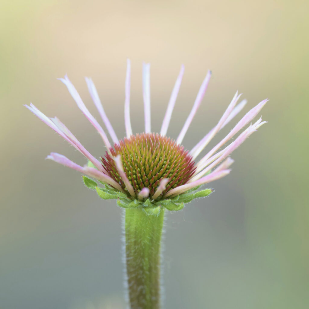frühe Blüte - heller Scheinsonnenhut