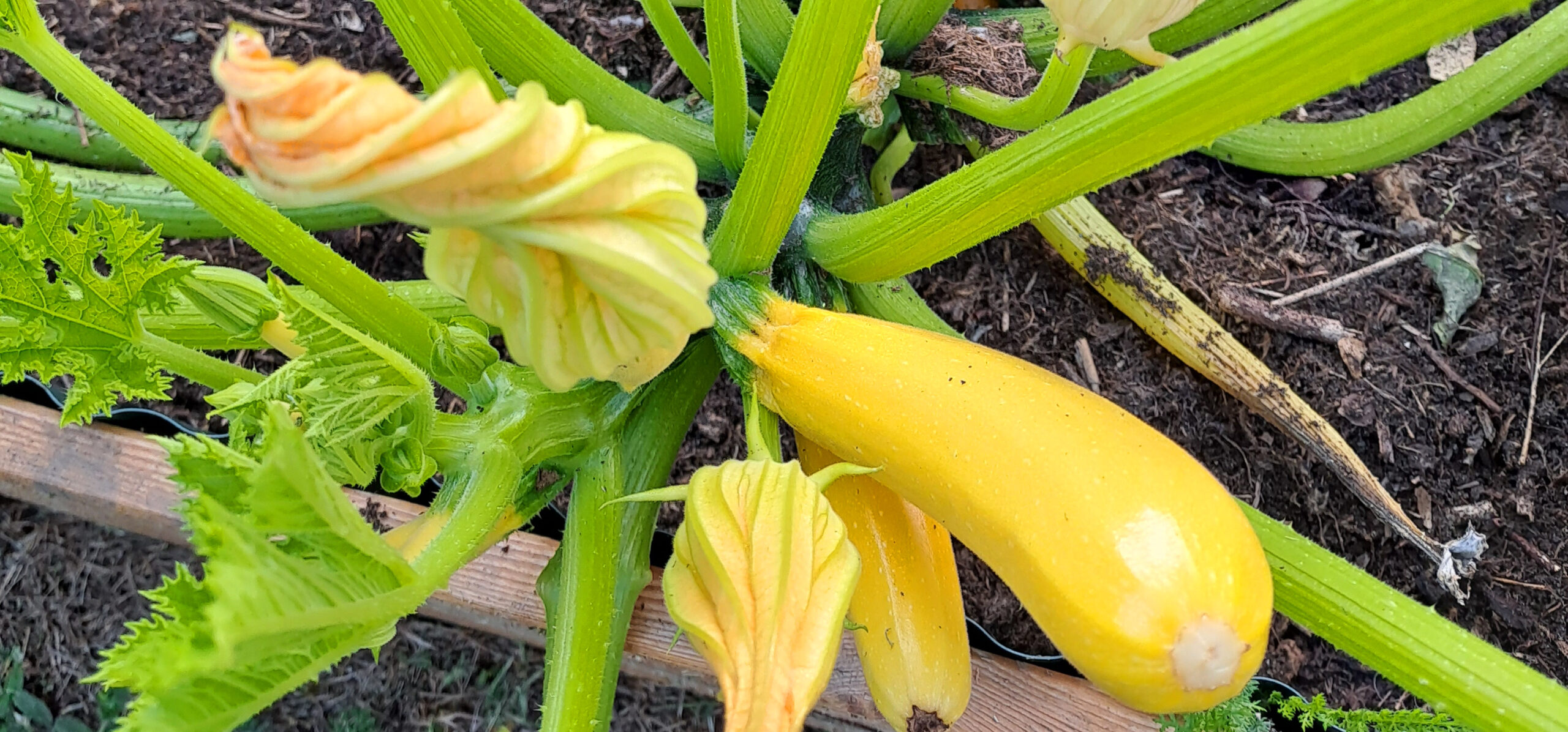 Zucchini-Rezepte kann man nicht genug haben!