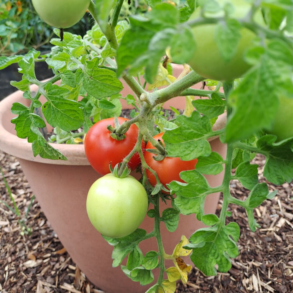 rote Buschtomaten