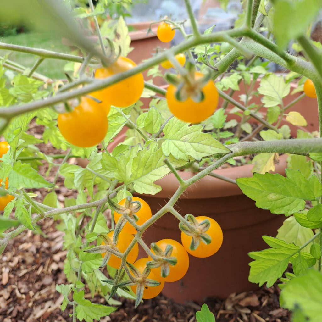 kleine, gelbe Buschtomaten