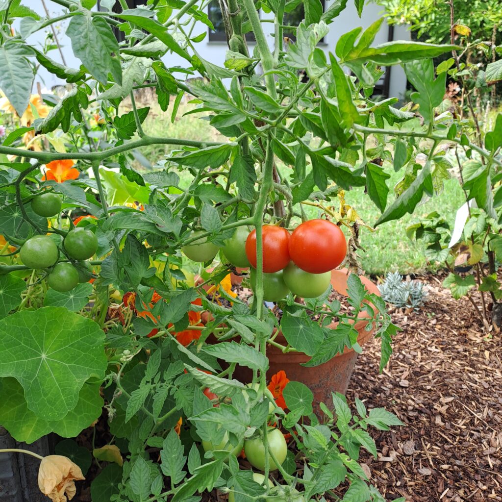 rote Buschtomate