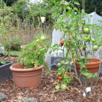 Tomaten im Freien anbauen: Lust und Frust Tomatentöpfe vor den Hochbeeten