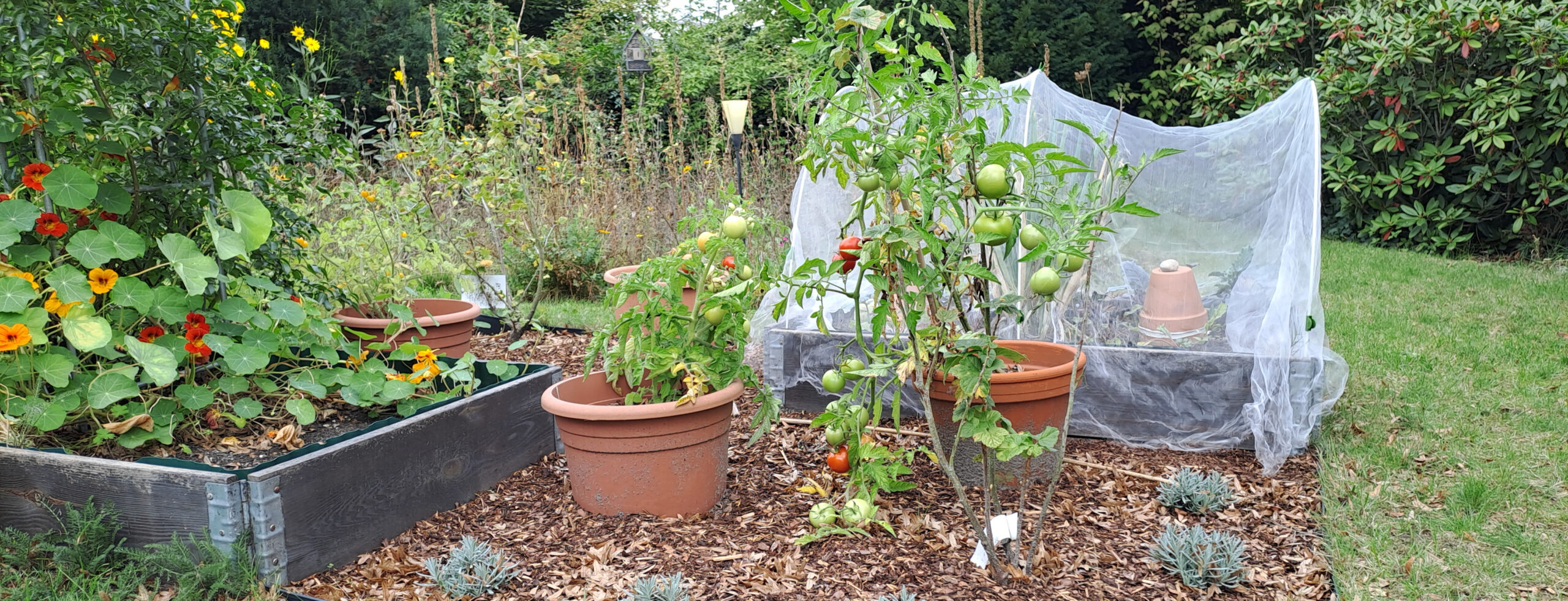 Tomaten im Freien anbauen: Lust und Frust