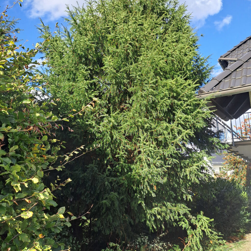 Die Eibe in voller Größe