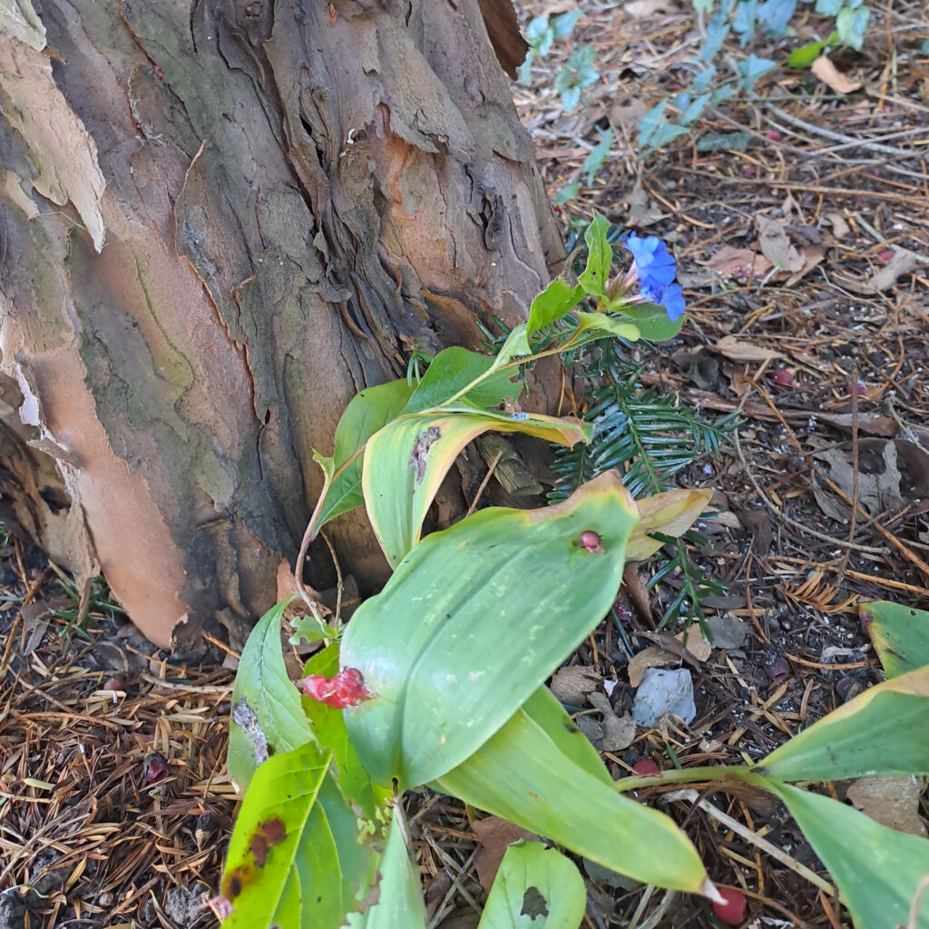 chinesischer Bleiwurz