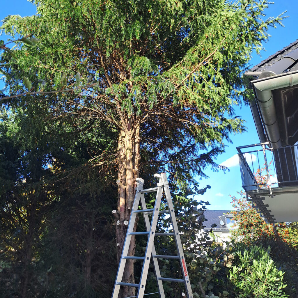 Die oberen Äste waren nur mit der Leiter zu erreichen