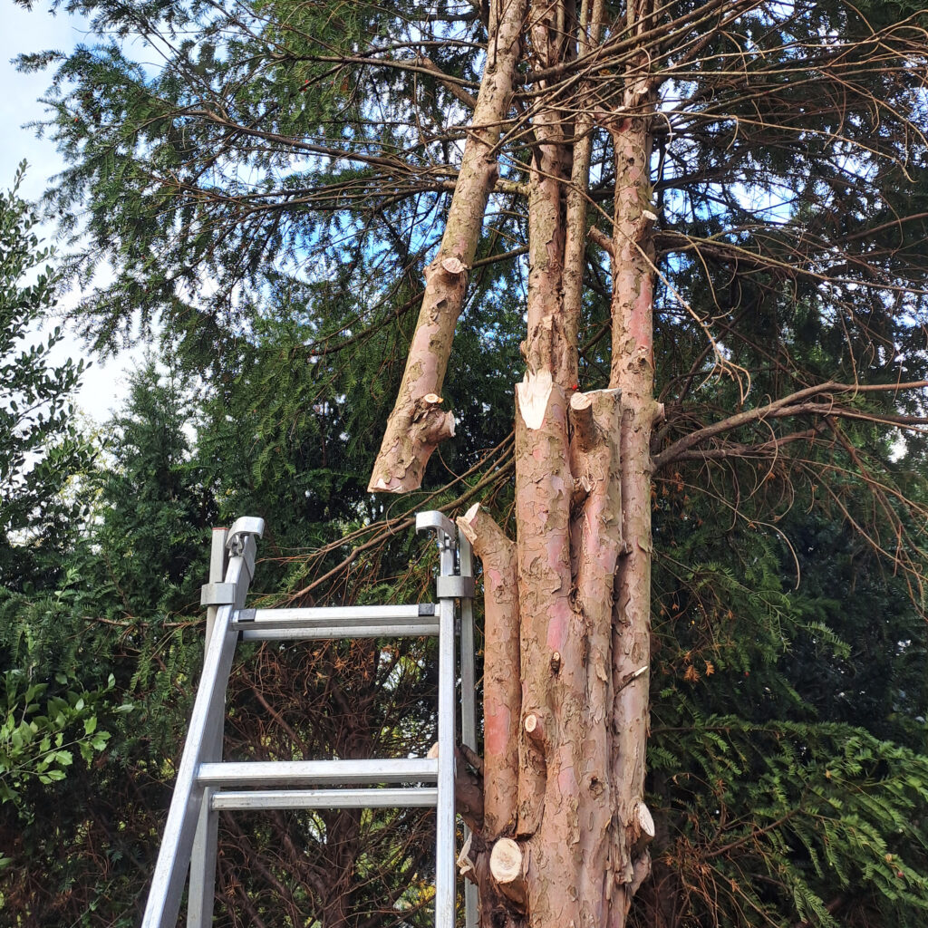 Die Einzelstämme der 5-teiligen Krone werden entfernt.