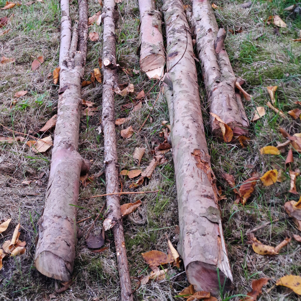 Die einzelnen Stämme aus der Krone