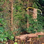 Mehr Licht im Garten - Eibenrückschnitt im Herbst 20251118_110320_1