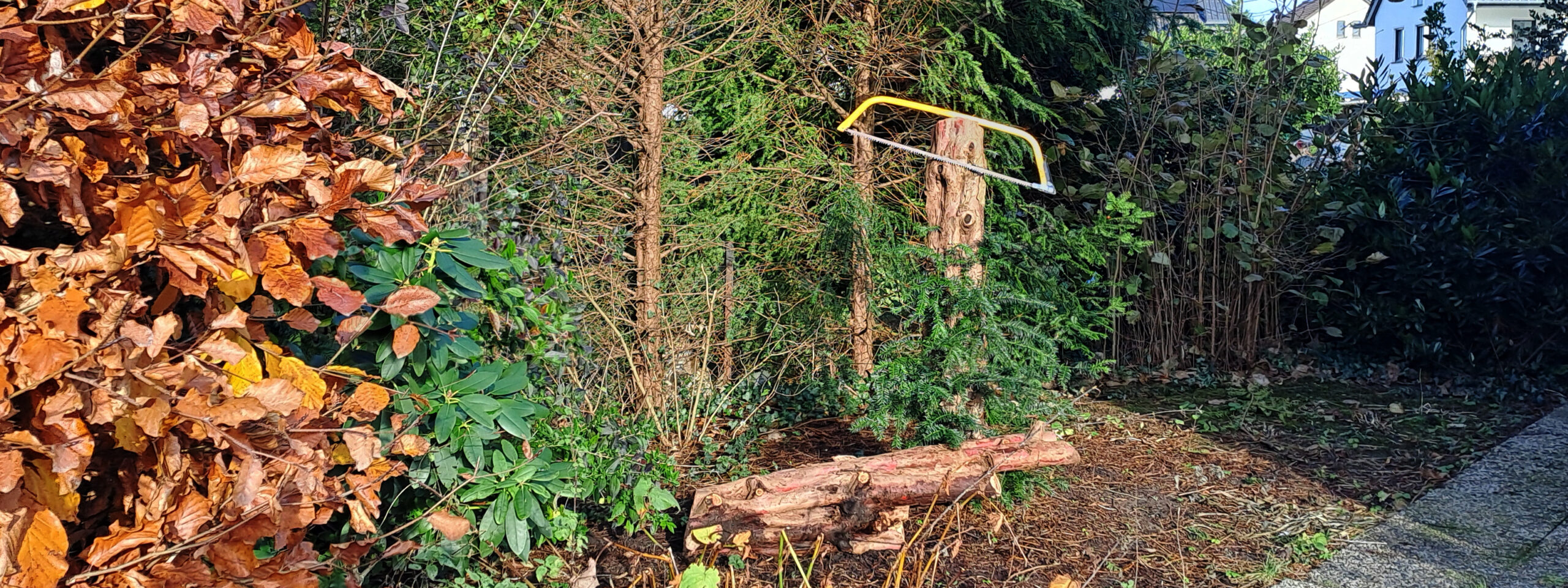 Mehr Licht im Garten – Eibenrückschnitt im Herbst
