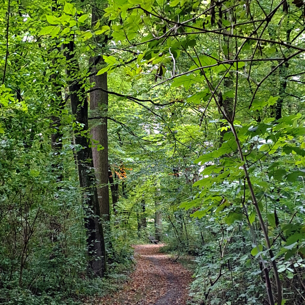 Waldweg bei Bad Pyrmont