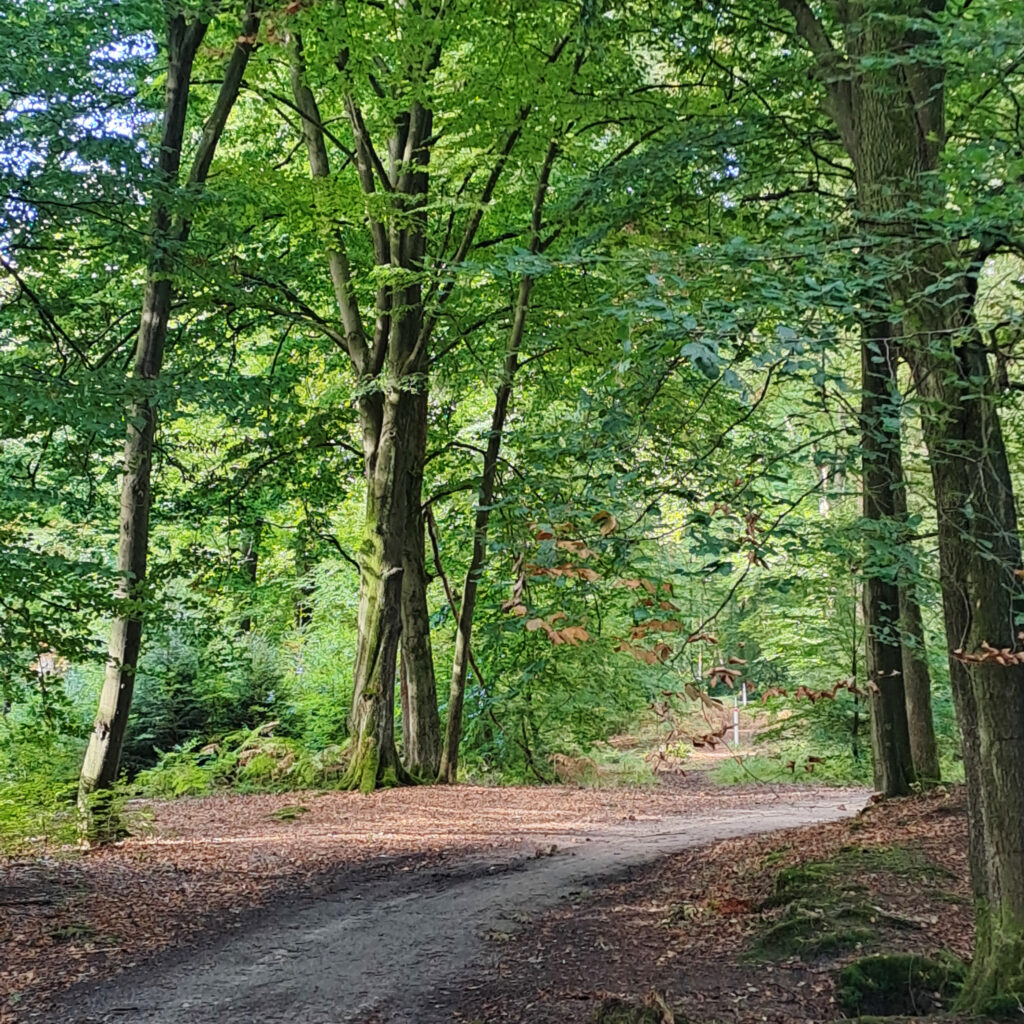 ruhige Waldwege auf dem Rückweg