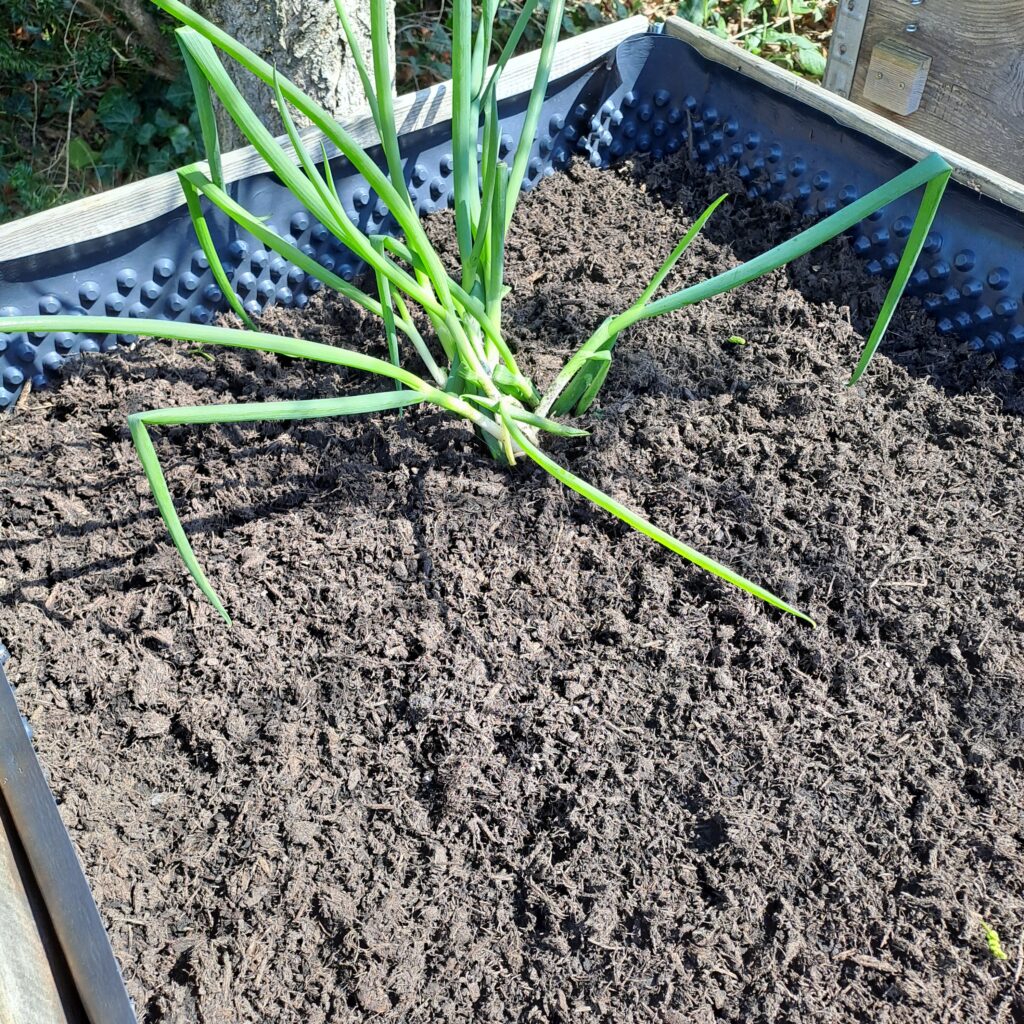 aufgefülltes Hochbeet mit Kompost und torffreien Erden