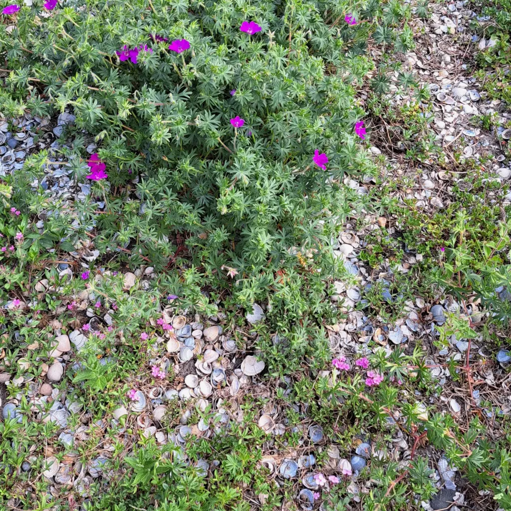 Storchenschnabel und Muscheln als Mulchmaterial